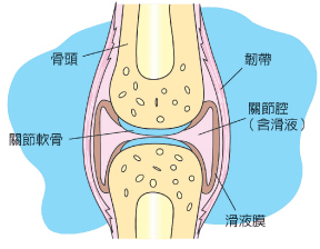 软骨关节