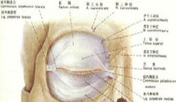 眶脑膜瘤的图片