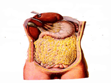 良性阵发性腹膜炎综合征的图片