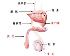 淋病的图片