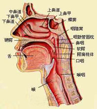 颅咽管瘤的图片