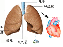 慢性肺源性心脏病的图片