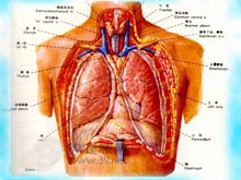 慢性化脓性胸膜炎的图片
