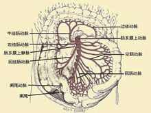 肠系膜上动脉压迫的图片
