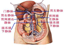 肠系膜上静脉血栓形成的图片