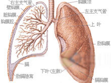 热带性肺嗜酸粒细胞浸润症的图片