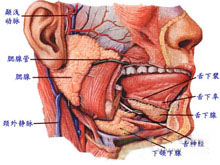 舌下腺囊肿的图片