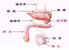 输精管堵塞的图片