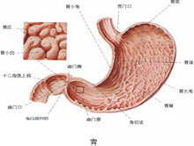 胃下垂的图片