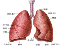 先天性肺囊肿的图片