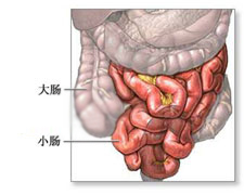 小肠系膜损伤的图片