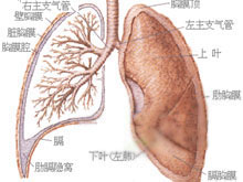 哮喘性肺嗜酸粒细胞浸润症的图片