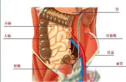 大肠类癌的图片