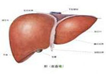 新生儿肝炎综合征的图片