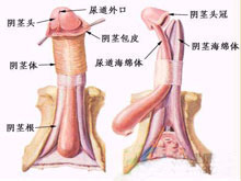 性变态的图片