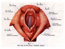 咽白喉的图片