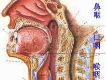 咽部结核的图片