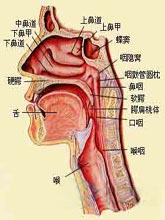 咽部神经鞘膜瘤的图片