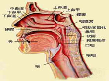 咽畸胎瘤的图片