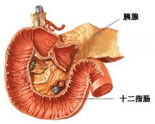 胰腺瘘的图片