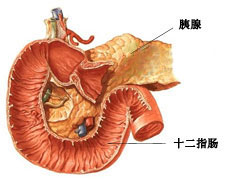 异位胰腺的图片