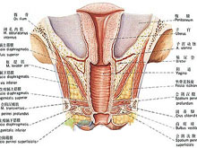 阴道恶性肿瘤的图片