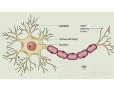运动神经元疾病的图片