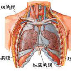 转移性胸膜肿瘤的图片