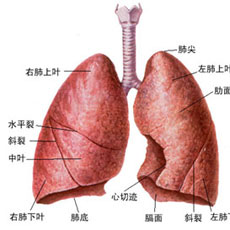 哮喘病的图片