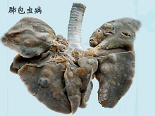 肺包虫病的图片