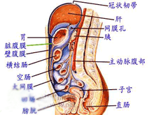 腹膜后腔液体渗病的图片