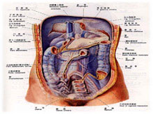 腹膜后疝的图片
