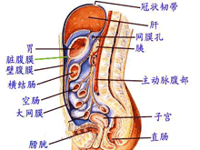 腹膜间皮瘤的图片
