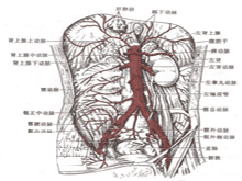腹腔动脉压迫综合征的图片