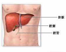 肝腺瘤的图片