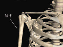 肱骨远端全骺分离的图片