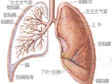 呼吸道合胞病毒肺炎的图片