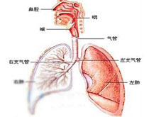 呼吸性酸中毒的图片