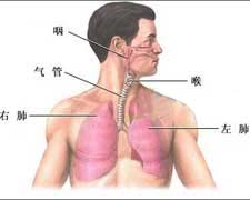 呼吸性细支气管相关的间质性肺疾病的图片