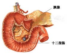 环状胰腺的图片
