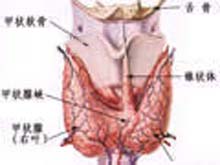 甲状腺功能正常的甲状腺肿大的图片