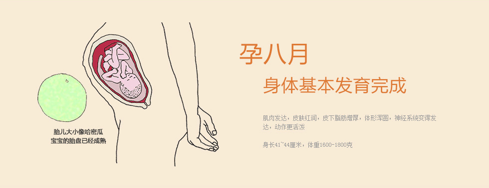 孕八月:身体基本发育完成